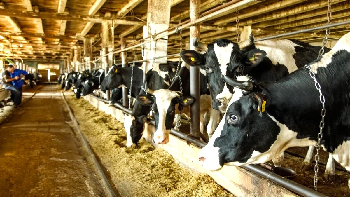    В Югре продолжаются мероприятия по предотвращению вируса лейкоза крупного рогатого скота