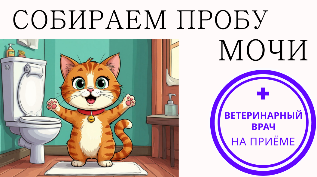 Способы собрать пробу кошачьей мочи для анализа