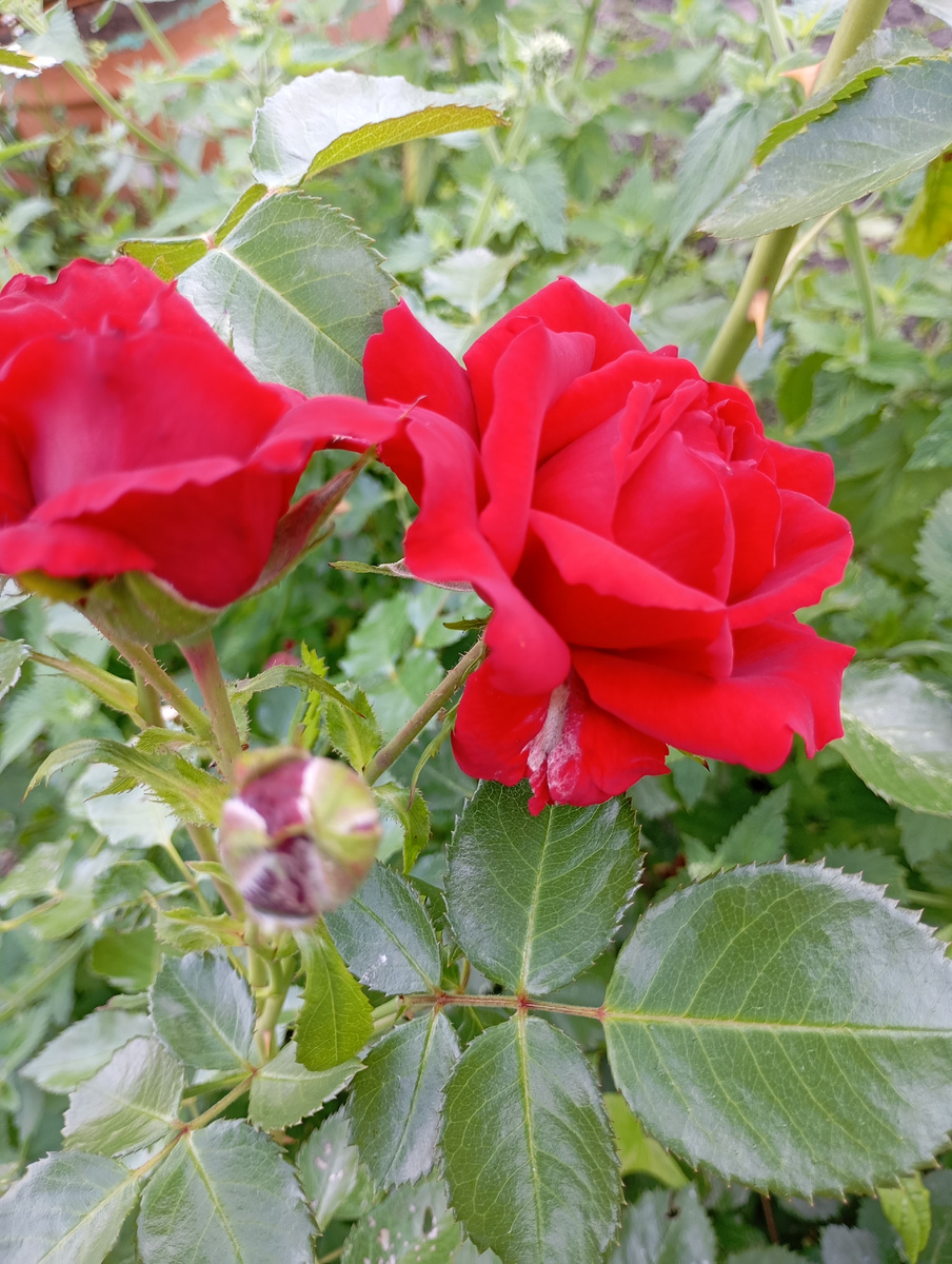 Плетистая роза продолжает радовать цветением