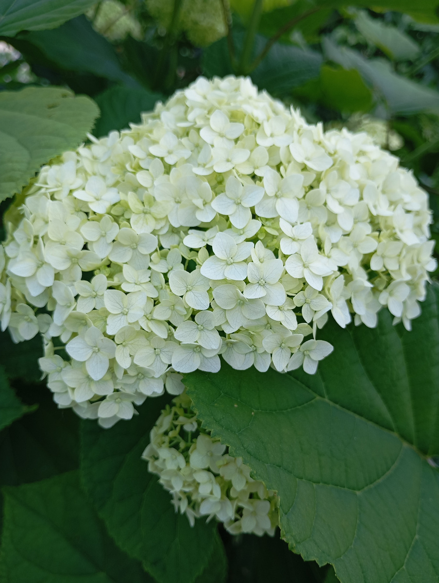 Гортензия начала распускать цветочки