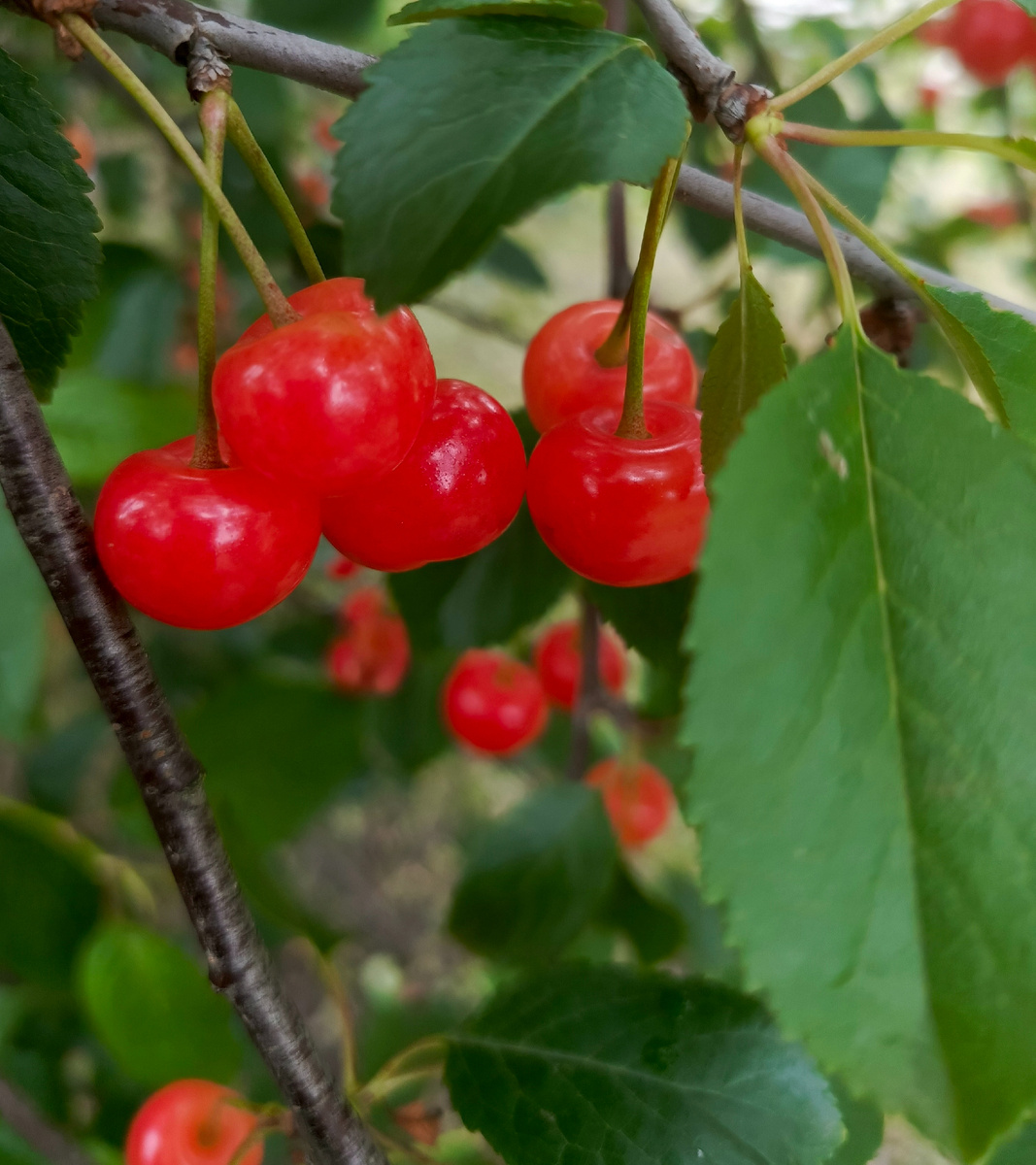 Папы нет, а вишни, посаженные им, радуют своими плодами🤗