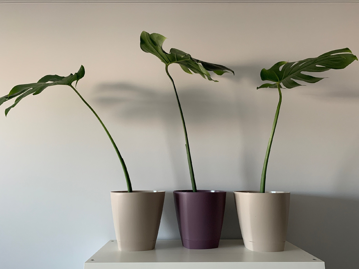 Это вот как раз я впервые начеренковала и посадила монстеру. Сейчас действую немного по-другому, но и тогда было красиво. 