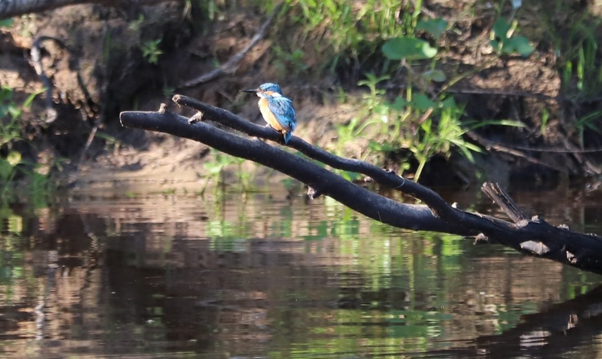    Зимородок внесен в Красную книгу Нижегородской области