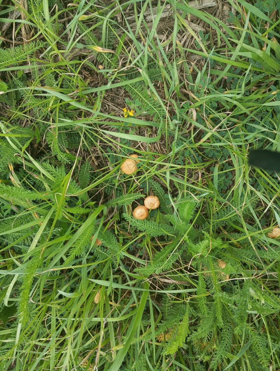 Грибы после дождя отовсюду и повсюду