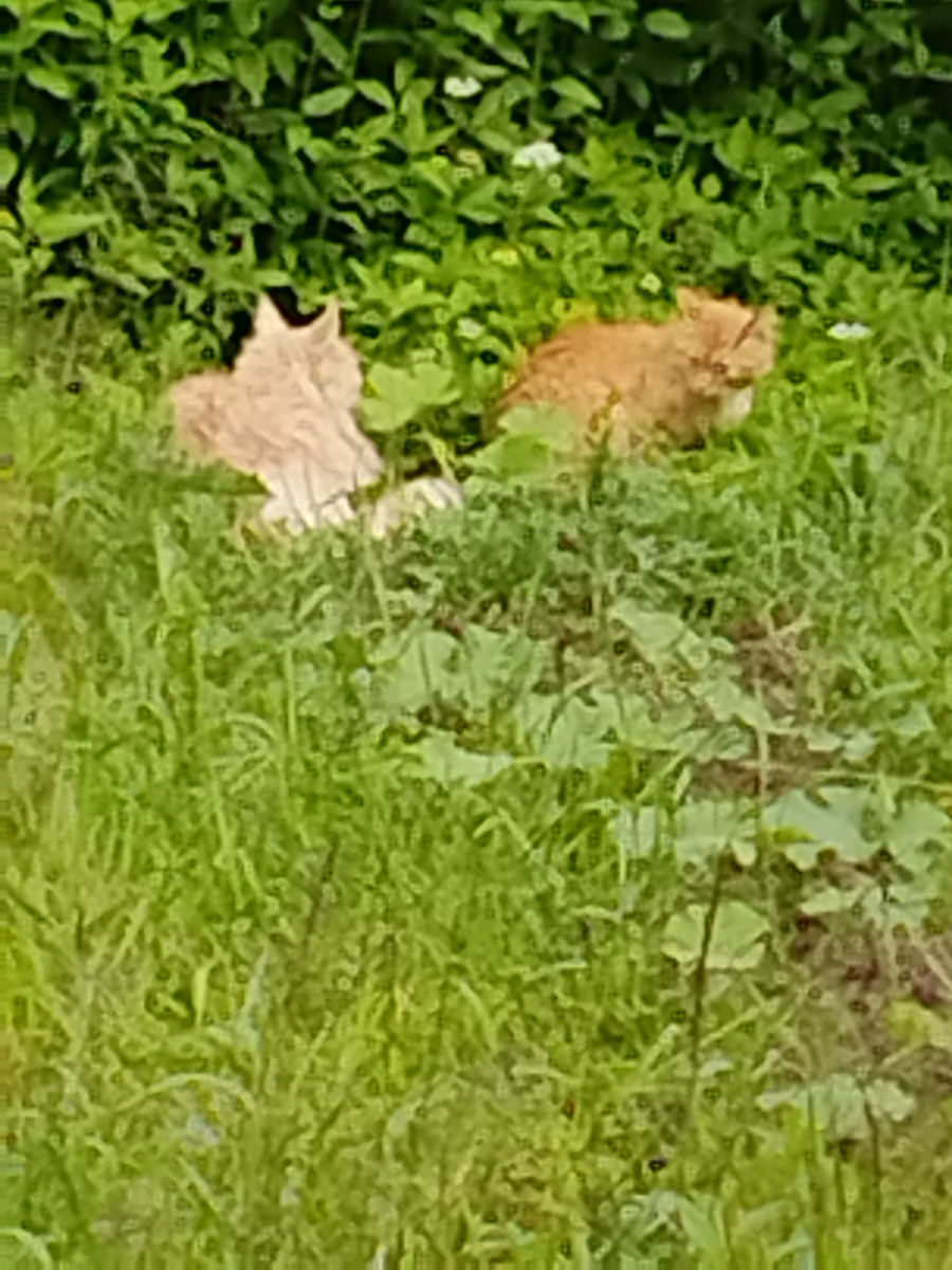 мрачно смотрят друг на друга