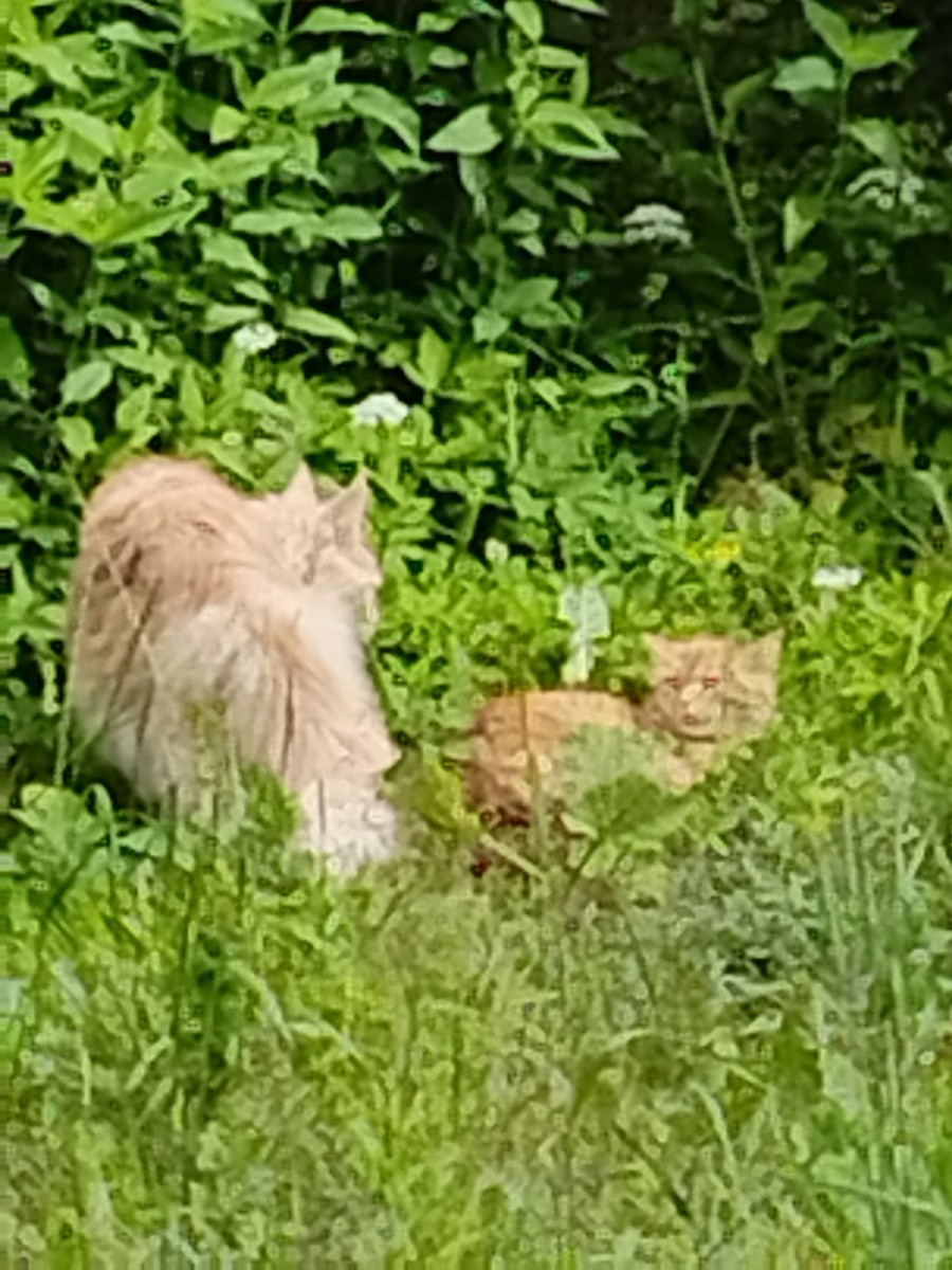 осыпают друг друга проклятиями
