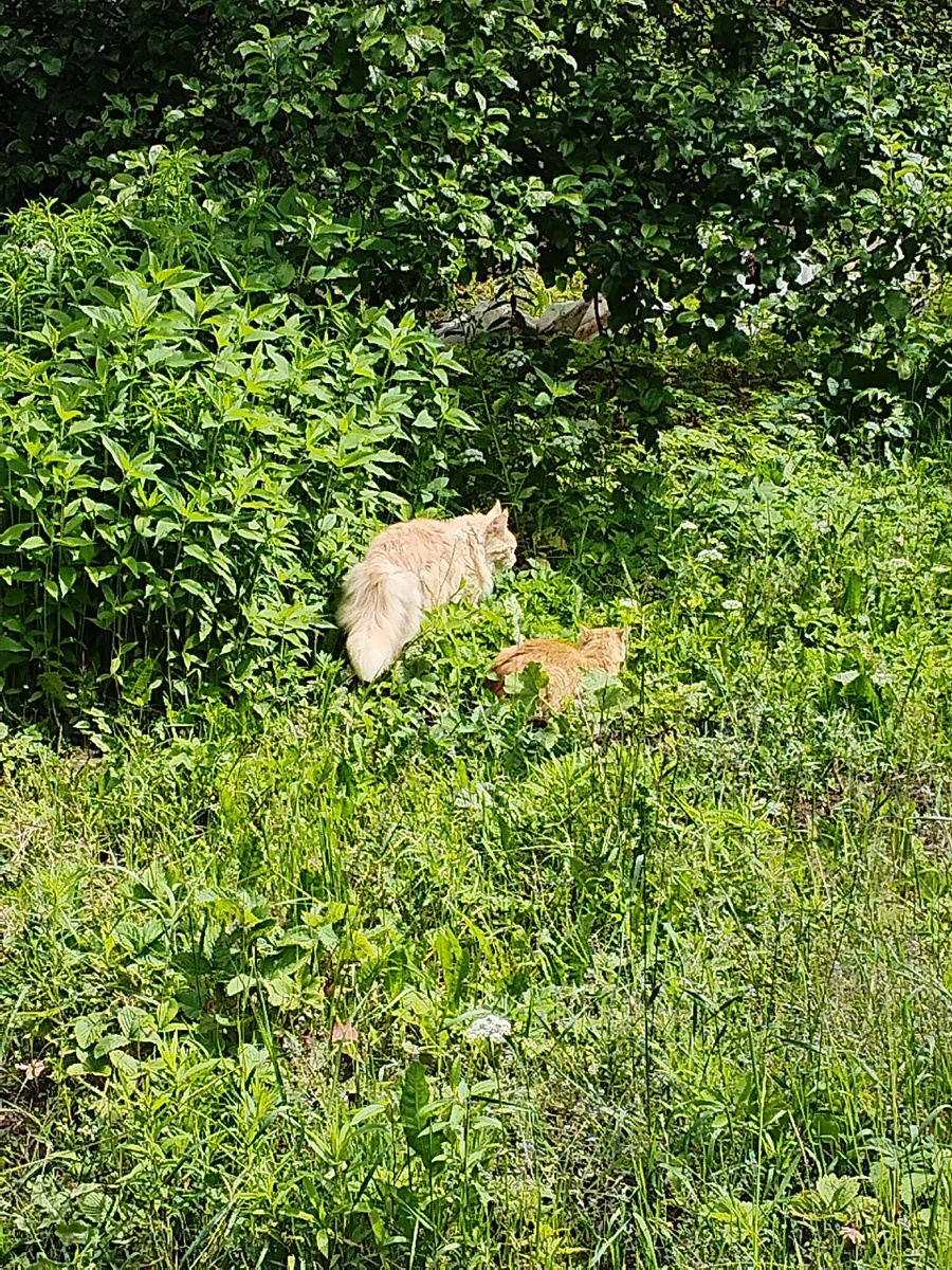 мэйнкун описывает угрожающие круги вокруг пришельца