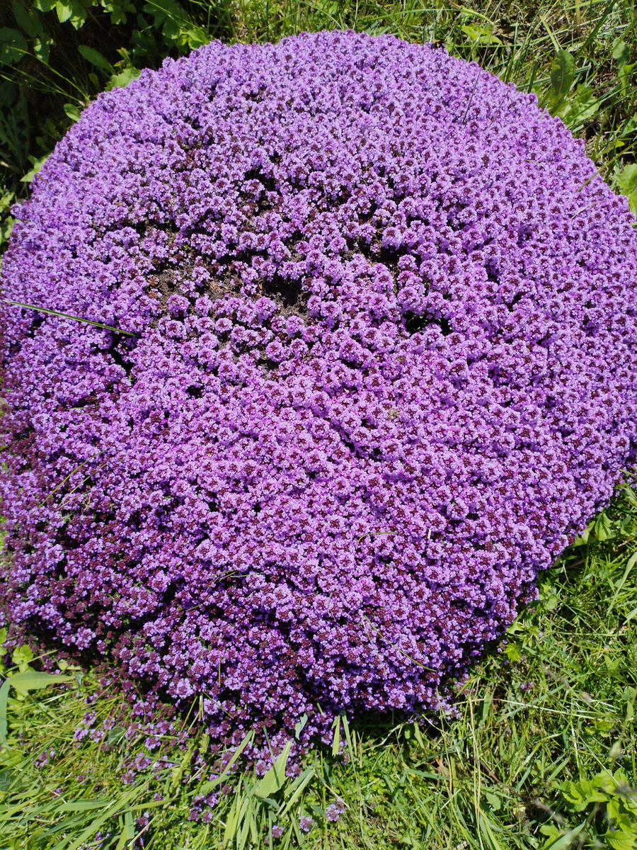 тимьян-чабрец