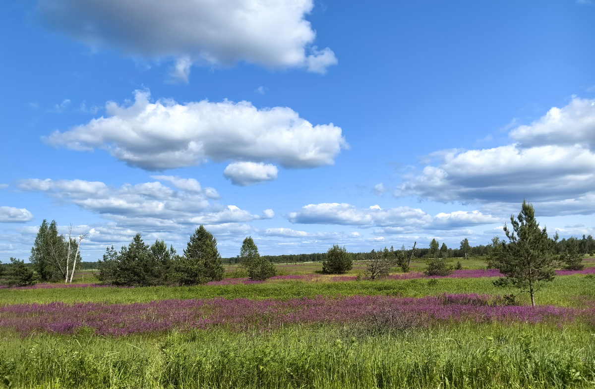 Ярко-розовые.