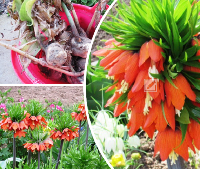 Как хранить императорский рябчик и нужно ли ежегодно выкапывать для просушки