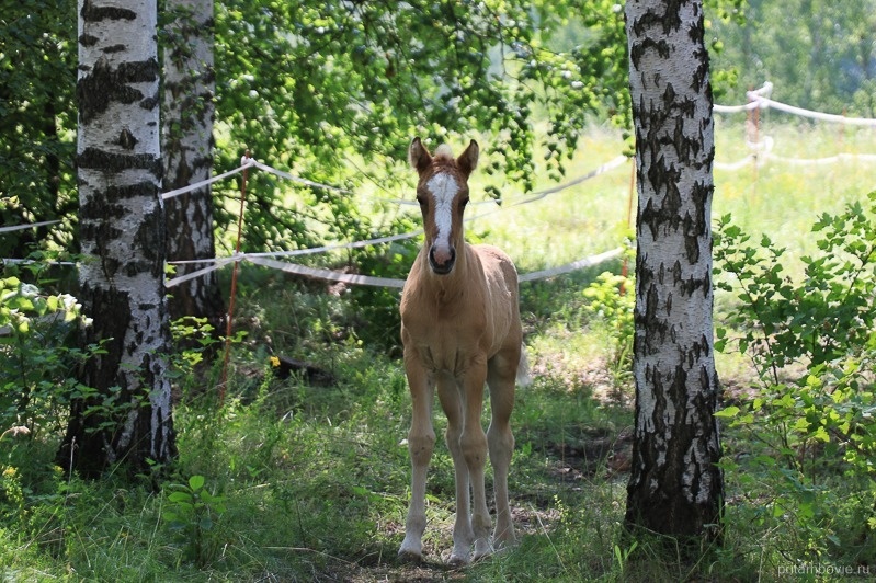 Фото: Алексей Бучнев