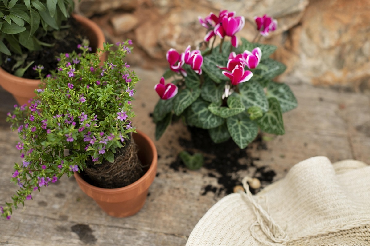    В этот день поухаживайте за растениями