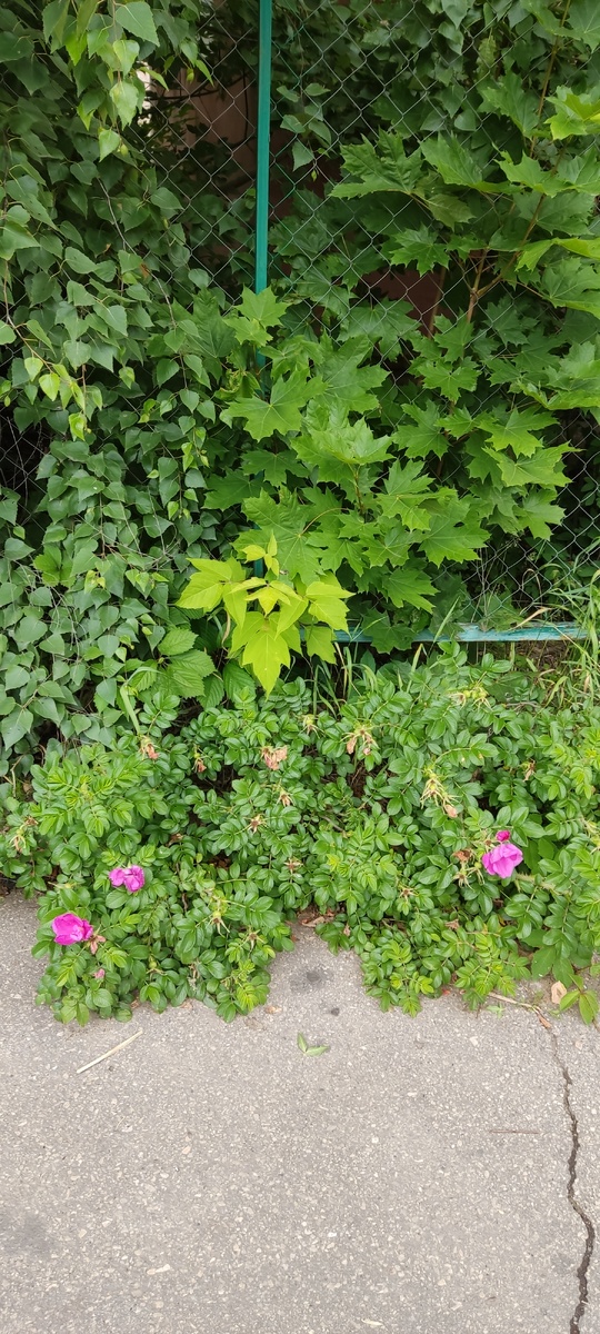 По дороге в магазин увидела красоту)