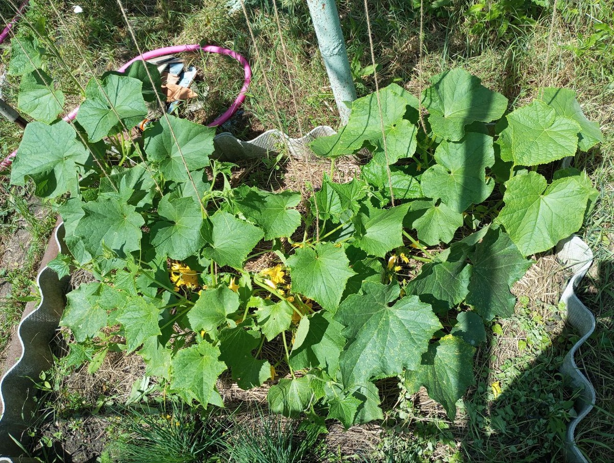 Грядка огурцов