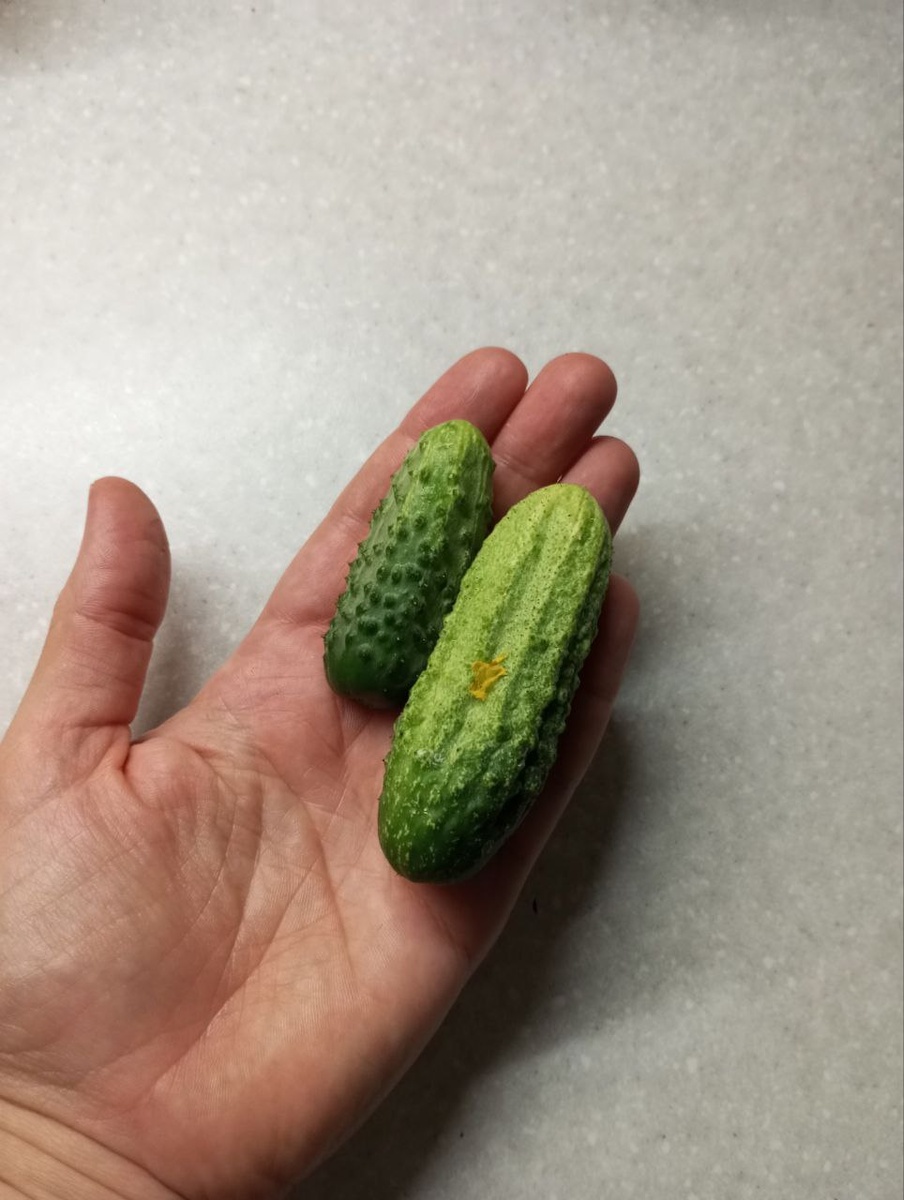 Мои первые огурчики