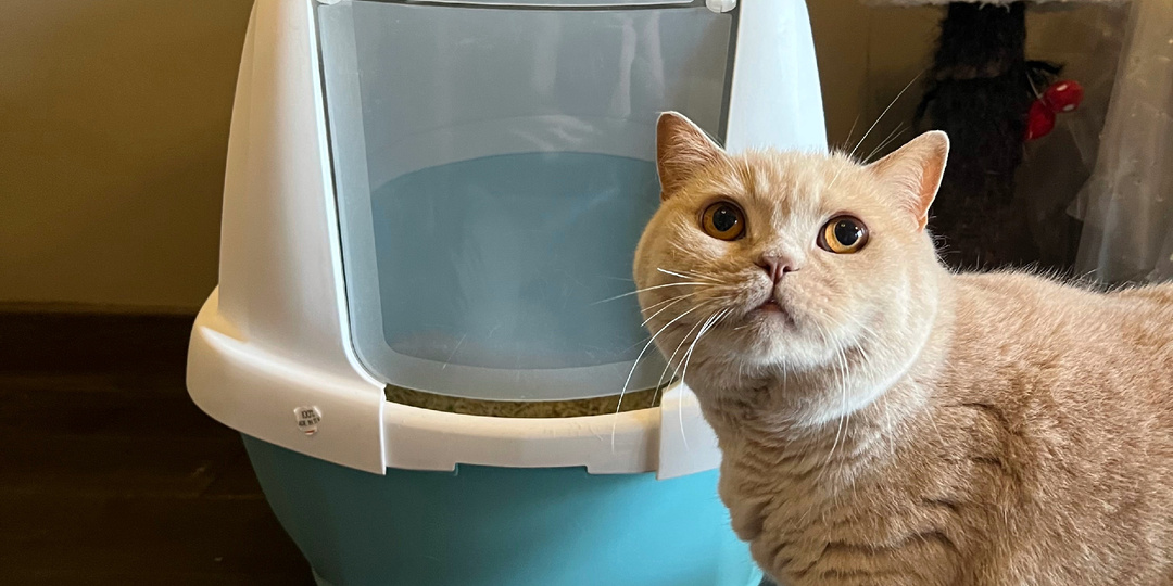 Классическая нечистоплотность: почему кошка ходит мимо лотка и что с этим делать.