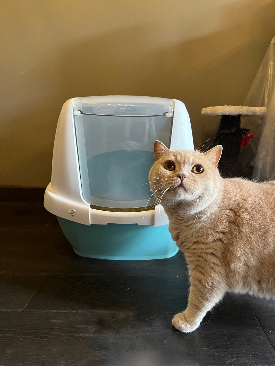 подобрать правильный лоток для своего питомца- это целая наука