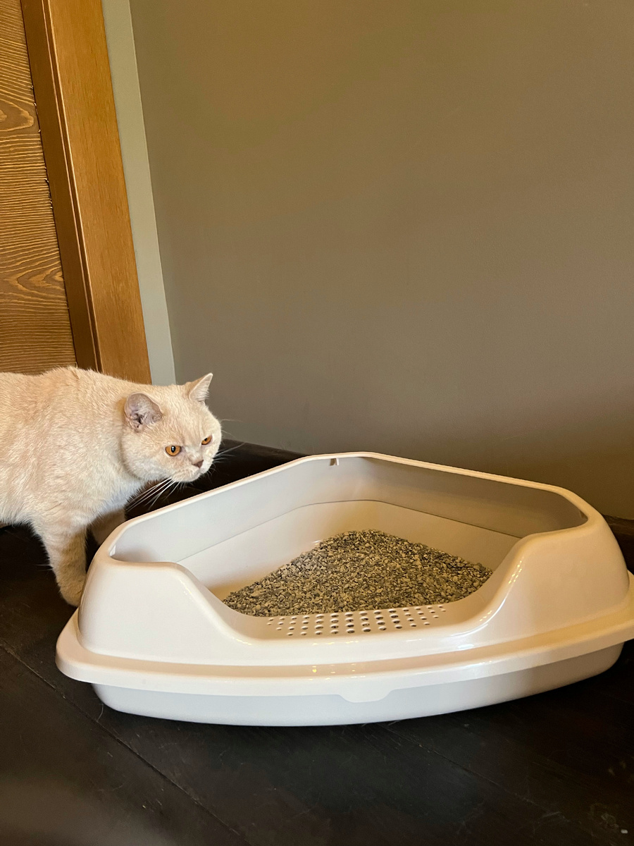 место где стоит лоток- это тоже очень важно. Желательно, чтобы вокруг лотка было пространство, он не стоял на проходе, сверху не располагались полки и не капала вода