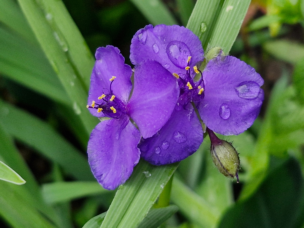 Традесканция, фото автора.