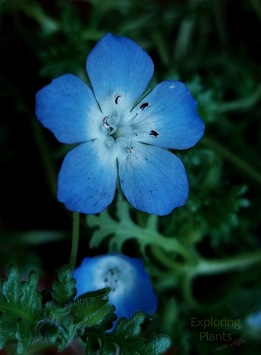 Немофила Мензиса (Nemophila menziesii) - голубоглазка, родом из Калифорнии