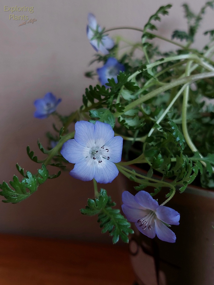 Если вырастить немофилу дома, то можно обнаружить и шести-лепестковые цветы