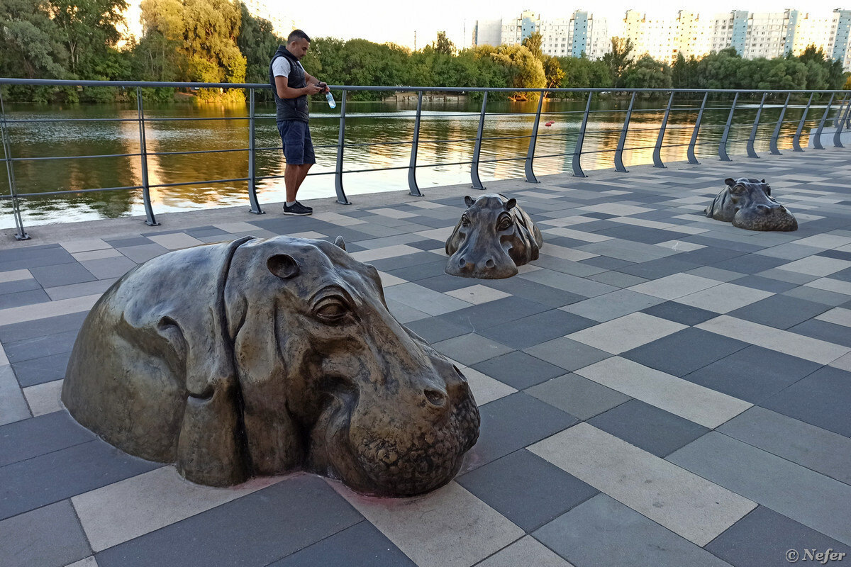На юге Москвы вода в реке прогревается до температур, комфортных для жизни бегемотов. Иногда они греются на набережной :-) Фото с сайта https://dzen.ru/nefer