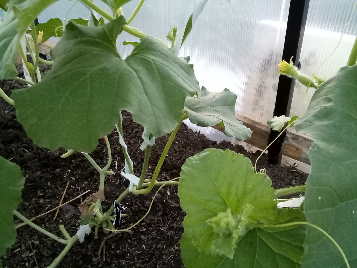 Внизу куста удаляю листья 