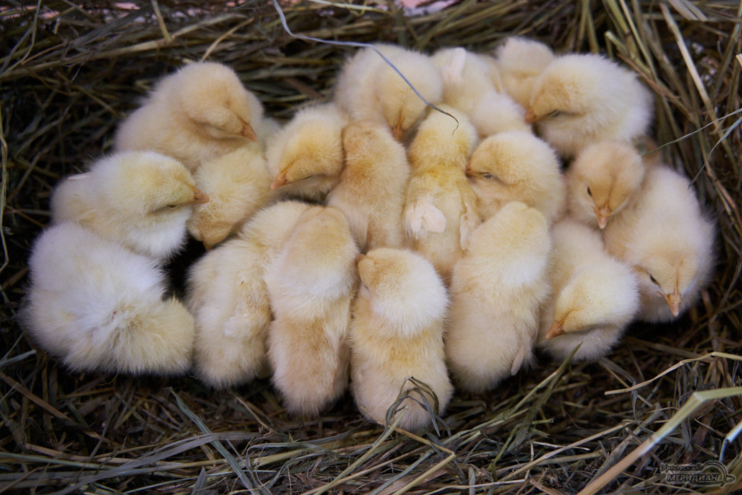    Фото: Лидия Аникина © ИА "Уральский меридиан"