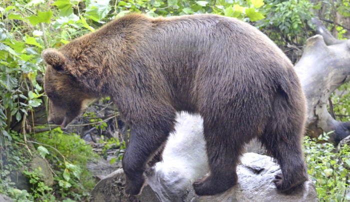 Сахалин – хоть и большой, но всё-таки остров: его жители вынуждены всё время встречаться / Фото: pxhere.com