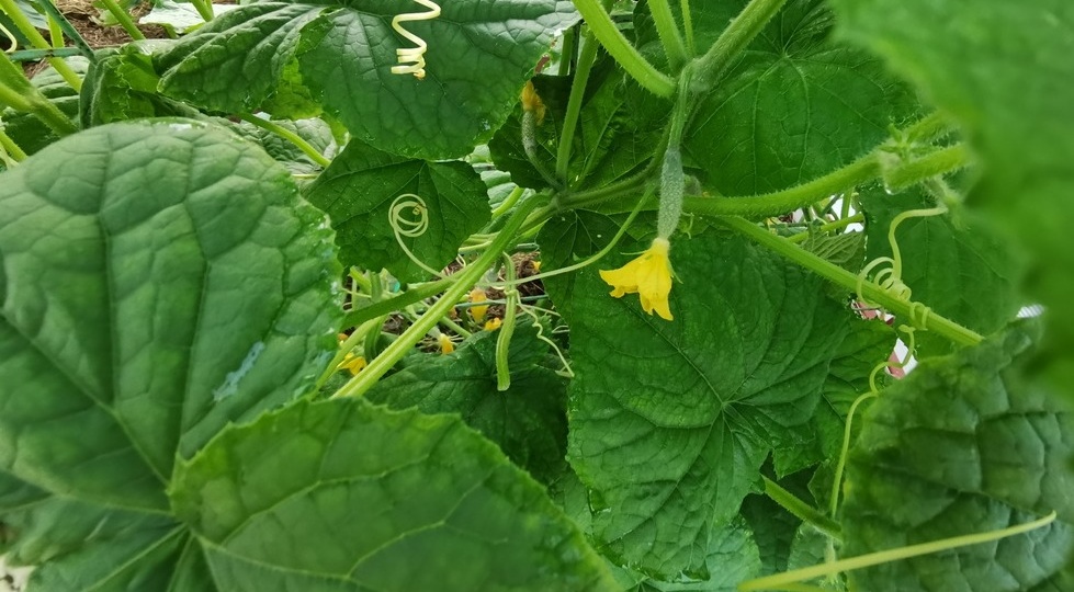 Подливаю травяное удобрение без вони под огурцы в жару. Листья остались зелеными при +38 градусах