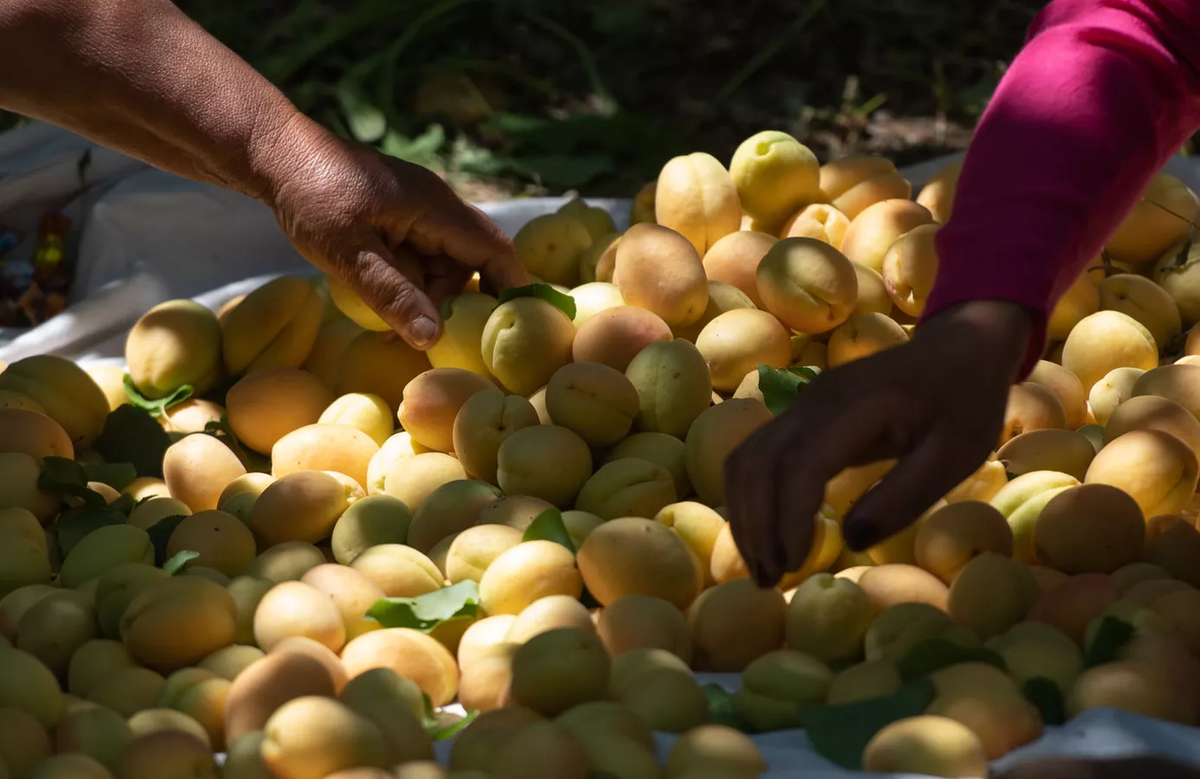 © Sputnik / Aram Nersesyan