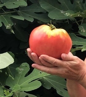 Томат "Бычье сердце". Фото 2024 года