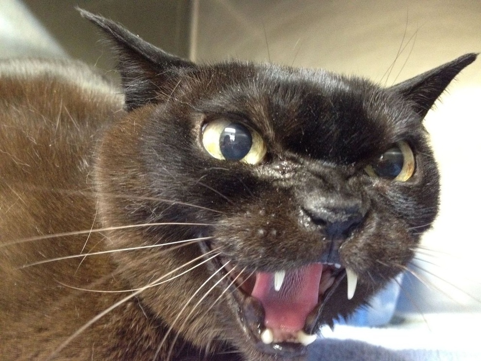 Хорош, Каштанчик!