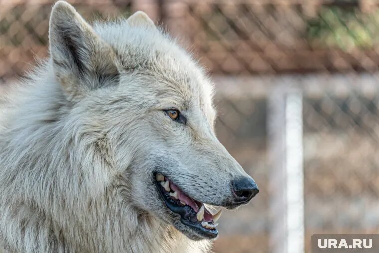 Зубков вывез из Херсона волков и других хищников. Фото: Руслан Яроцкий © URA.RU