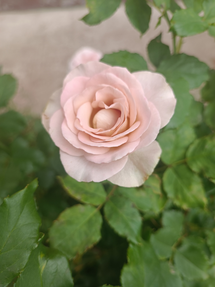 Кто спрашивал амнезию, вот она. Цвет крем брюле. Почти не пахнет