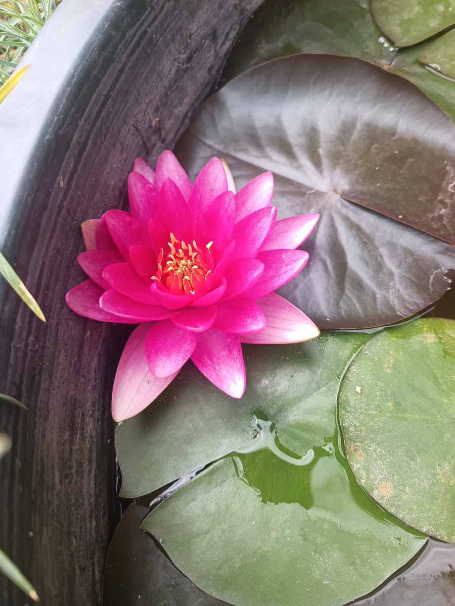 Ещё вчера кувшинка зацвела. Красивая😍