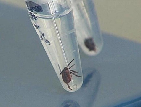 Более 50 клещей, исследованных в регионе за неделю, заражены боррелиозом