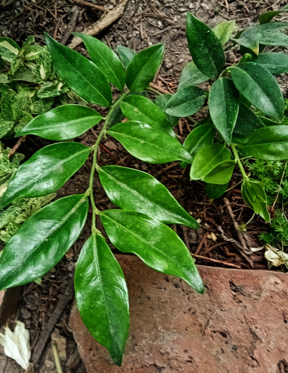 Саркококка. фото автора