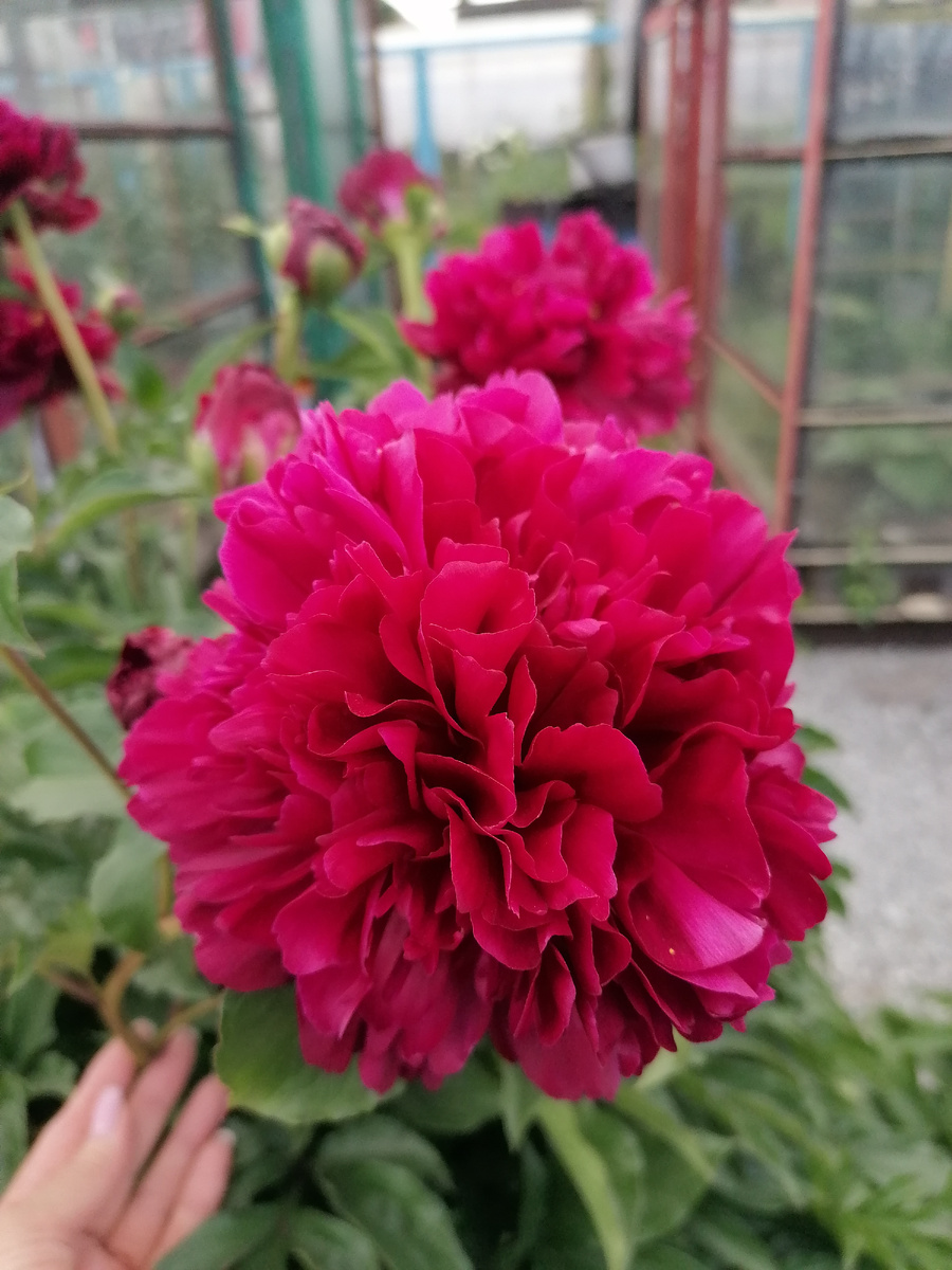 У нас цветут пышные пионы