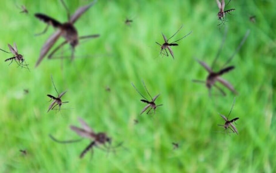    Нашествие комаров