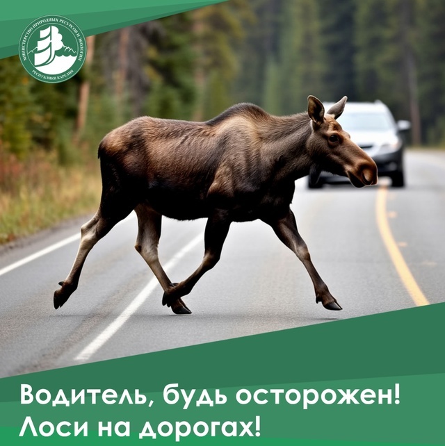    Фото: Минприроды Карелии / ВК