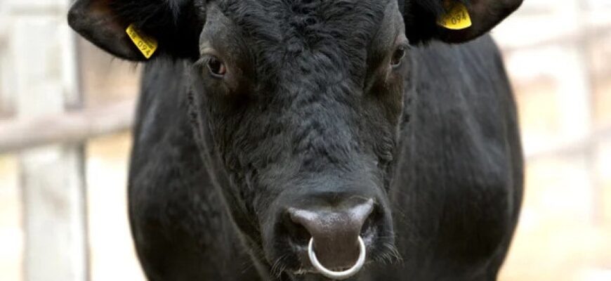 Откуда появилось выражение «водить за нос»?