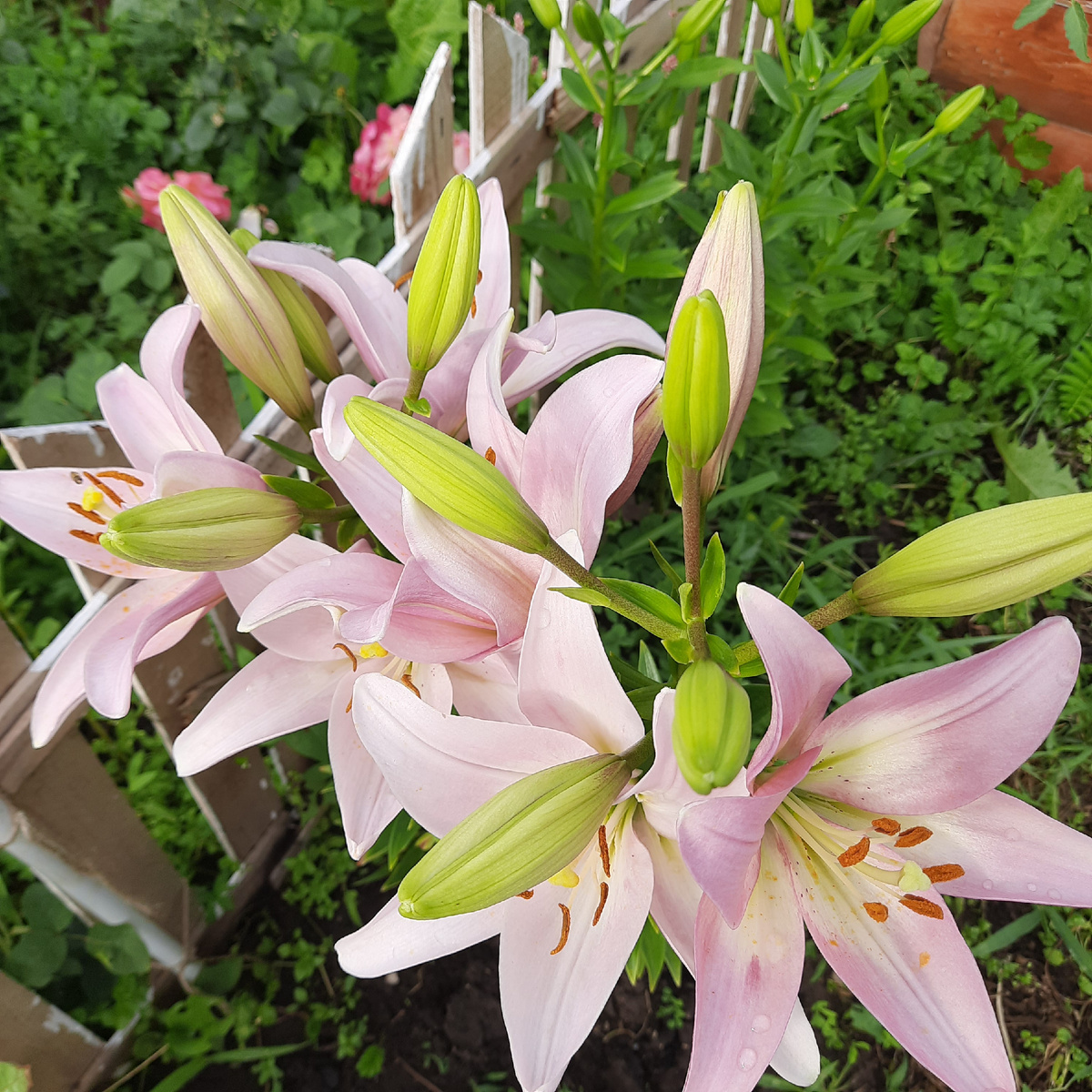 Лилии сорт не знаю, растут на даче