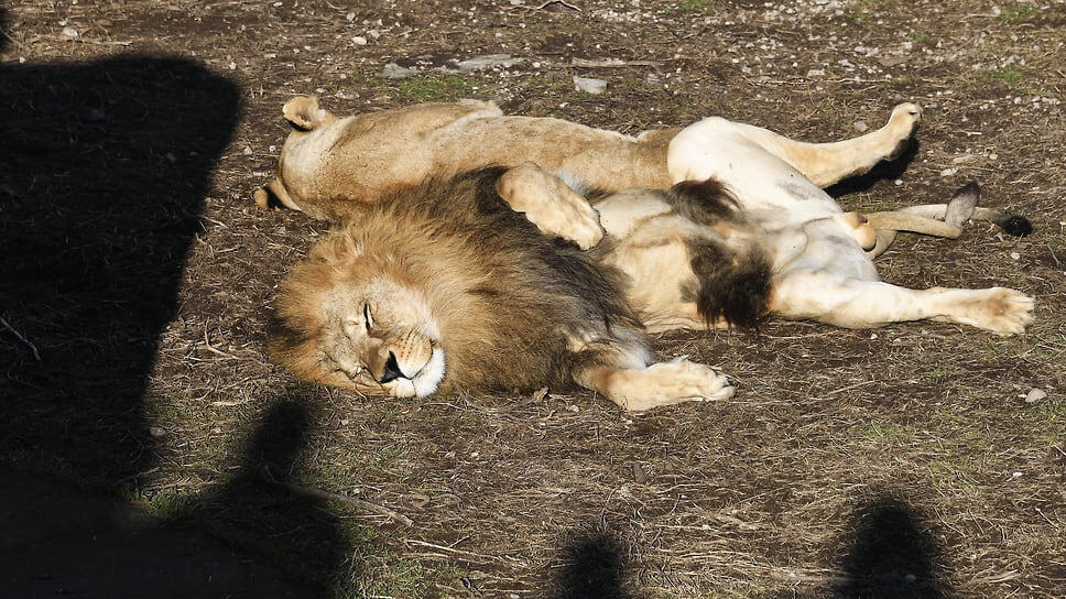 Фото: Виктор Коротаев / Коммерсантъ