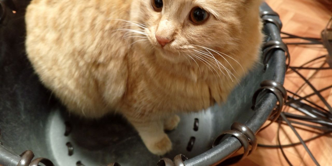 А нужен ли мне Дзен???