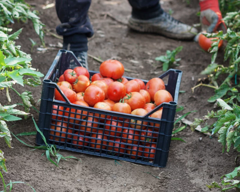 Не знаете, чем удобрять помидоры, чтобы они были естественно сладкими? Забудьте о сахаре, есть лучшие домашние удобрения