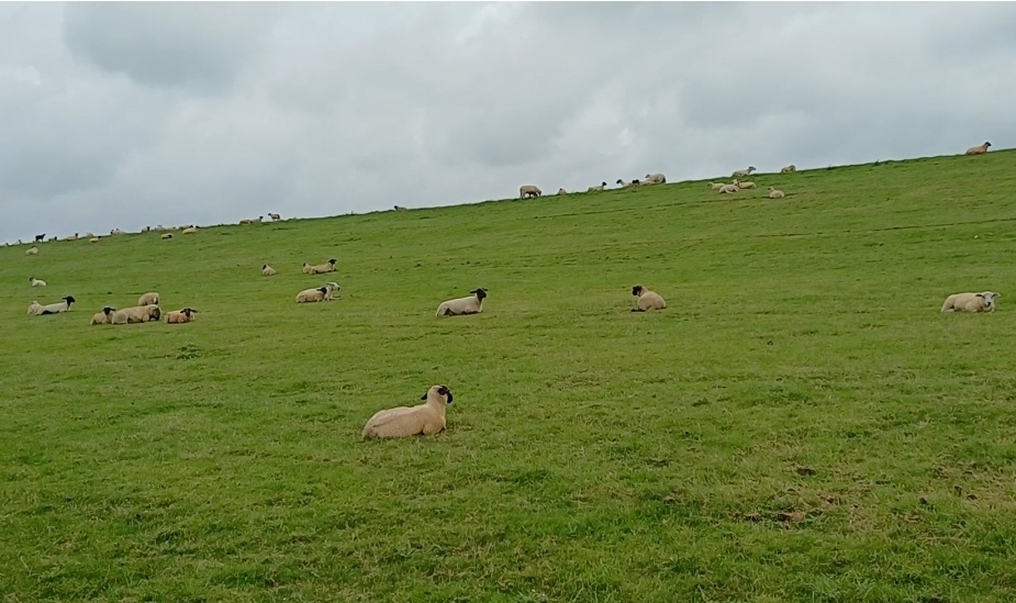 Хорошо лежим. Сытно.😃