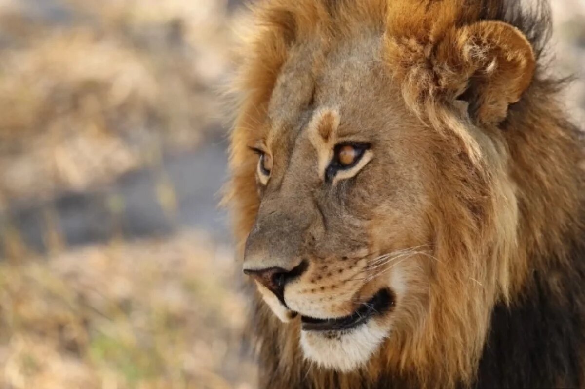    Прокусил шею.