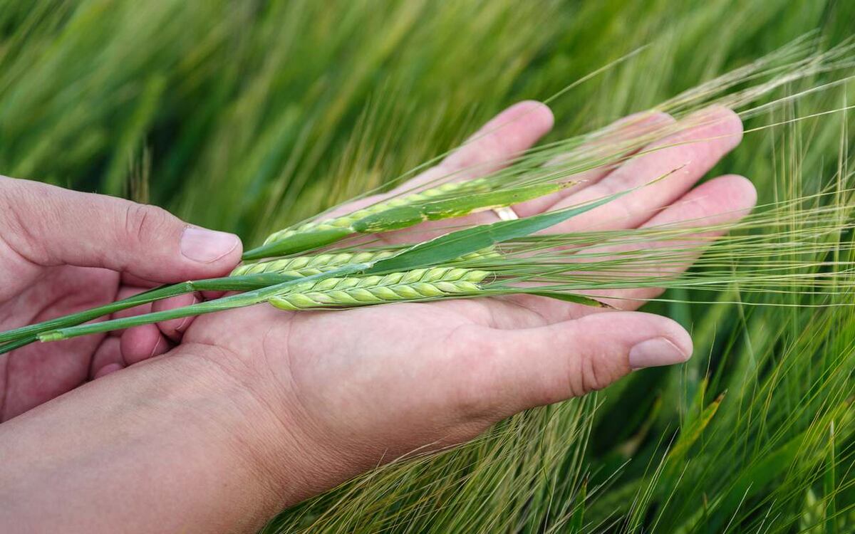    Агропредприятия ГК «Продимекс» ведут подготовку к уборочной кампании Фото – ГК «Продимекс»