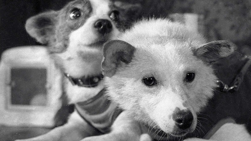 Белка и Стрелка